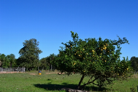 Landschaft baum natur wald Foto