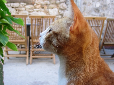 Photo Animal de compagnie orange chat