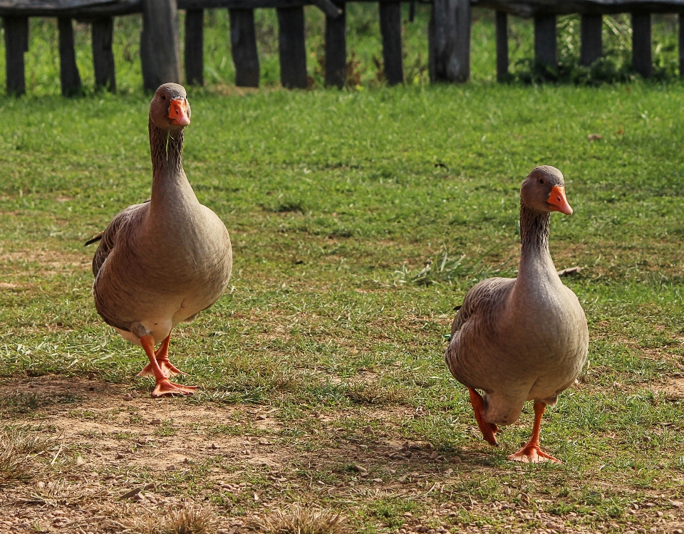 ウォーキング 鳥 草原
 野生動物