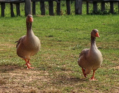 Walking bird prairie wildlife Photo