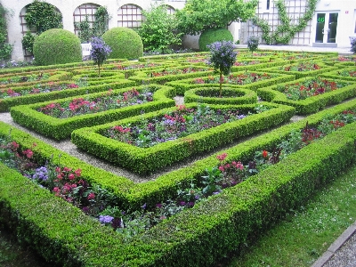 植物 芝生 花 植物学
 写真