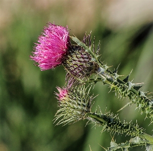 Nature grass branch blossom Photo