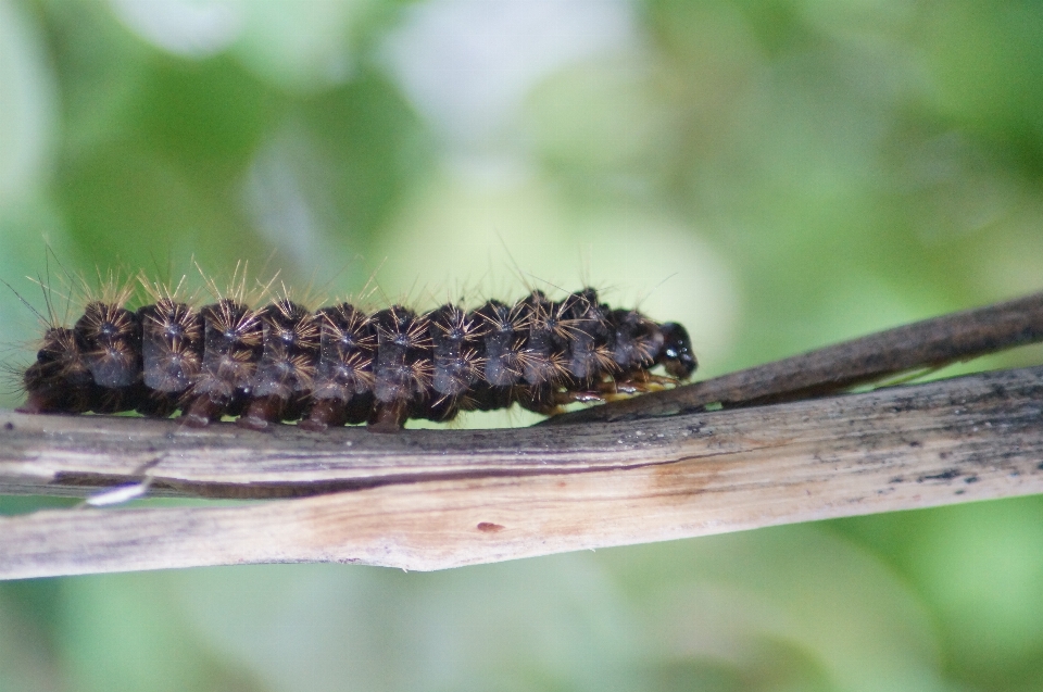 Natura carino animali selvatici insetto