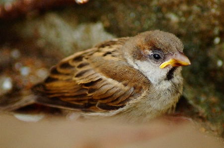 自然 鳥 見ている 野生動物 写真