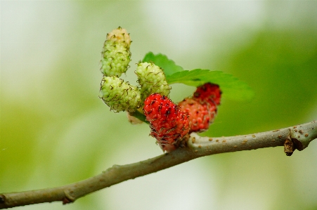 Tree nature branch blossom Photo