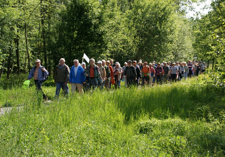 Paesaggio albero natura foresta