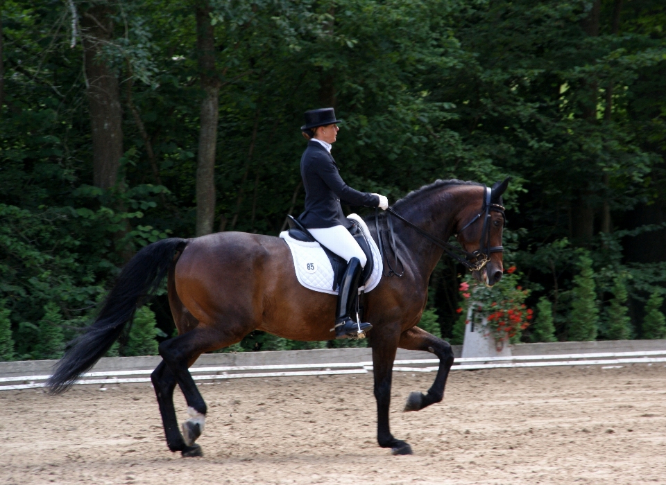 Recreation jumping horse rein