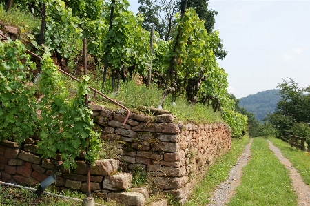 Nature vineyard wine village Photo