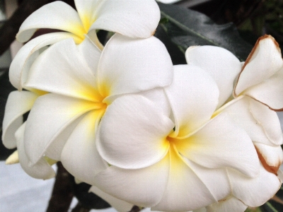 Blossom plant white flower Photo