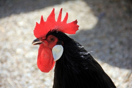 Bird wing animal red Photo