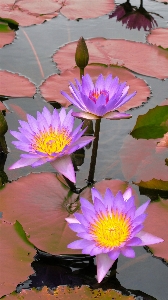 Water blossom plant round Photo