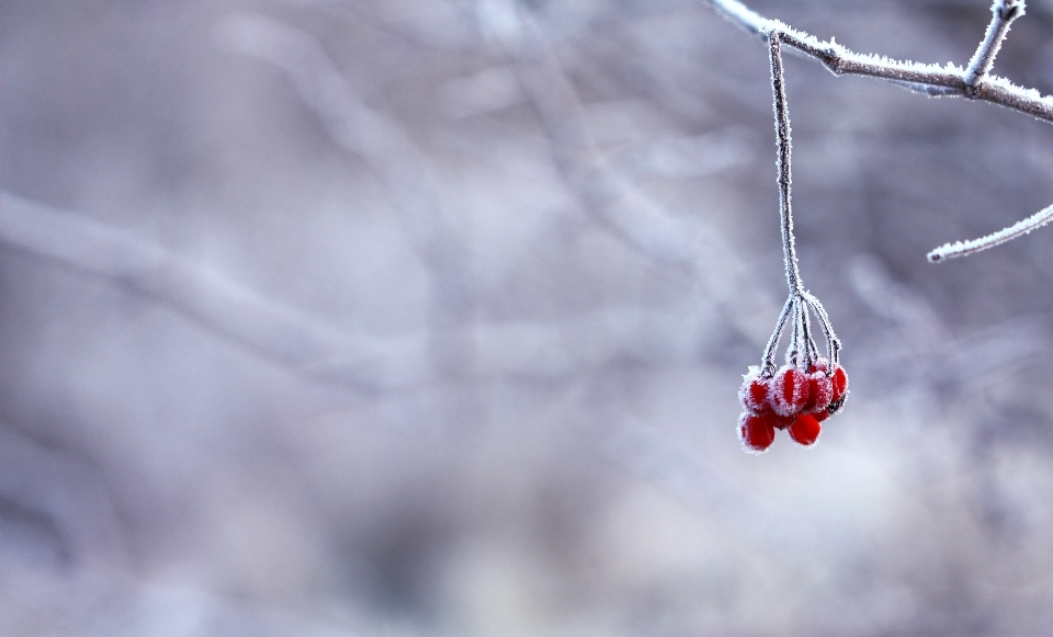 自然 分支 雪 寒冷的