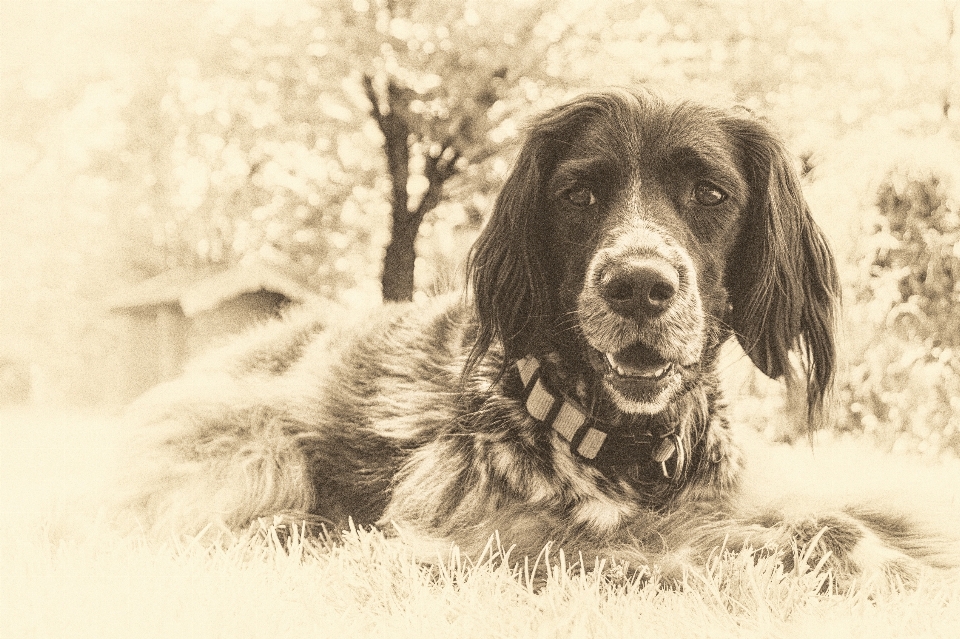 Noir et blanc
 vieux chien film