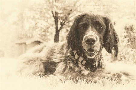 Foto Bianco e nero
 vecchio cane film