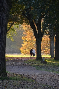 Foto Pohon alam hutan rumput