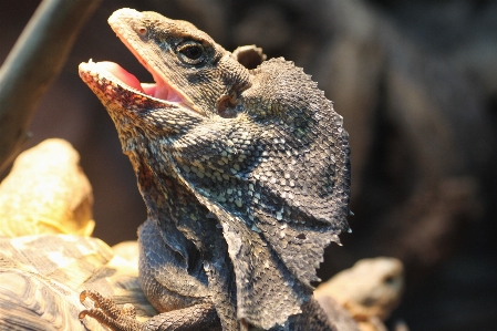 野生動物 動物園 密林 爬虫類 写真