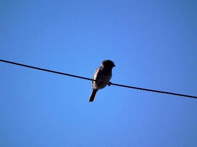 Bird wing sky wire Photo