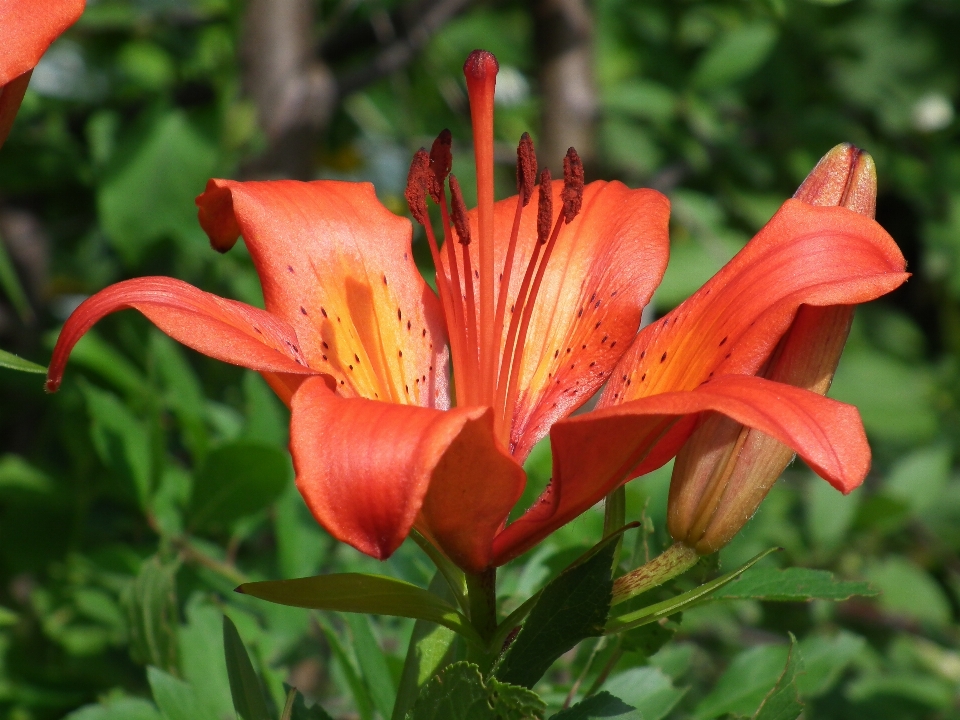 Plant flower petal bloom