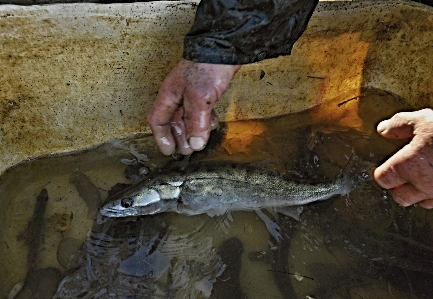 Water biology fish hands Photo