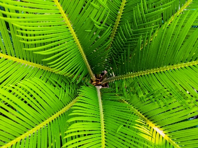 木 自然 森 ブランチ 写真