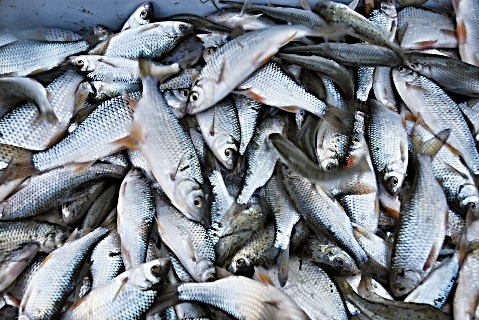 Perche
 poisson sardine
 vertébré
