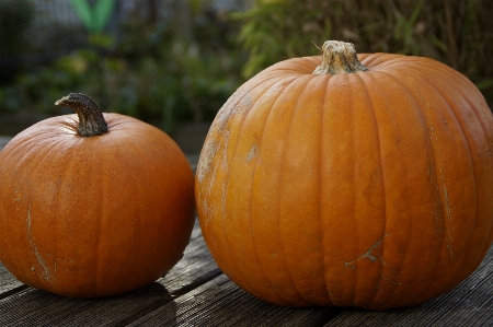 Decoration orange produce autumn Photo