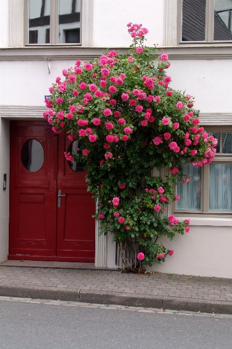 Plant road flower bloom