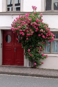 Plant road flower bloom Photo