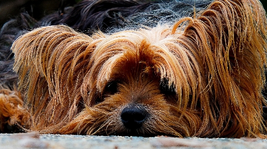 Foto Anak anjing potret mamalia