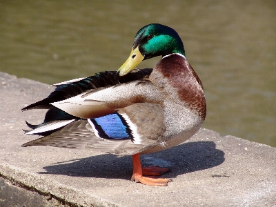 Bird wing animal beak Photo