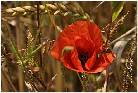 Bitki çiçek kırmızı makro Fotoğraf