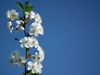 Nature branch blossom plant Photo