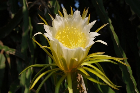 Foto Natura cactus
 pianta fiore