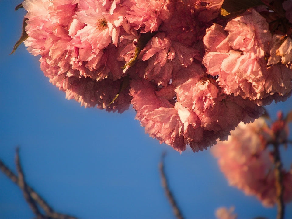 Albero ramo fiore pianta