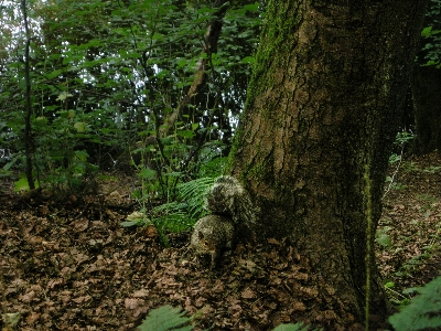 木 自然 森 草 写真