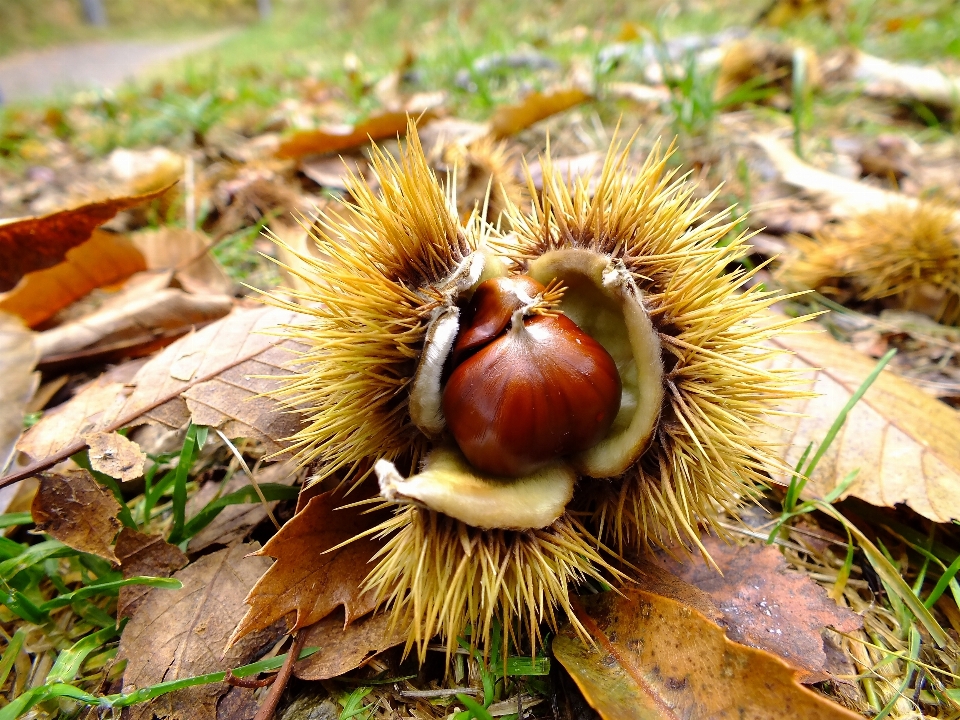 Baum natur anlage frucht