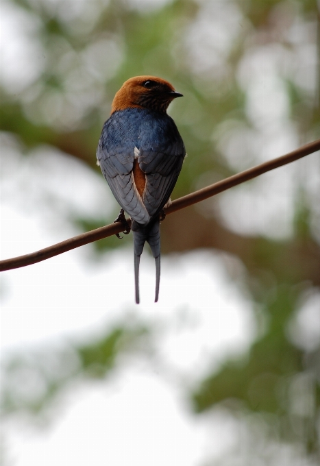 Natureza ar livre região selvagem
 filial