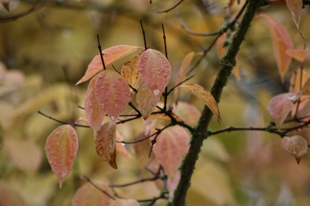 Tree nature branch blossom Photo