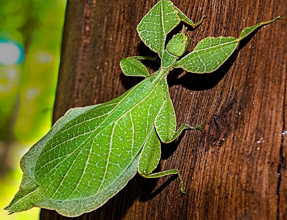 árbol rama planta hoja