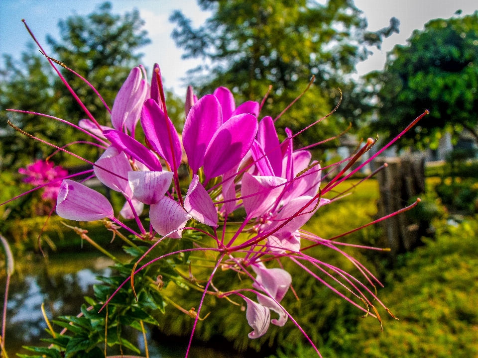 Baum natur blüte anlage