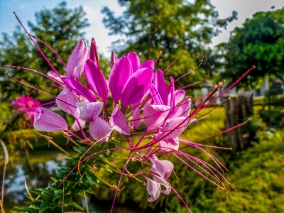 Фото дерево природа цвести растение