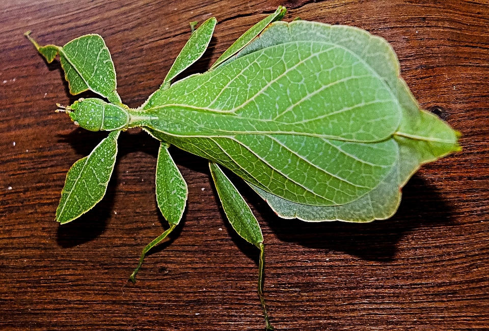 Albero ramo pianta foglia