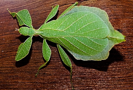 木 ブランチ 植物 葉 写真