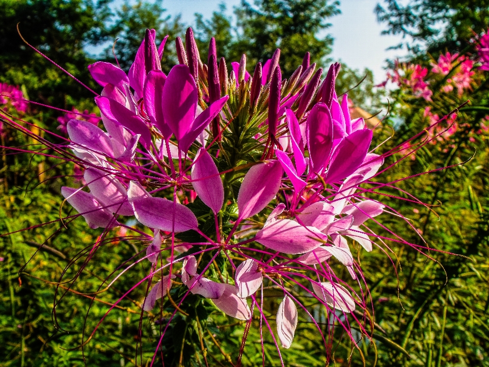 Baum natur zweig blüte