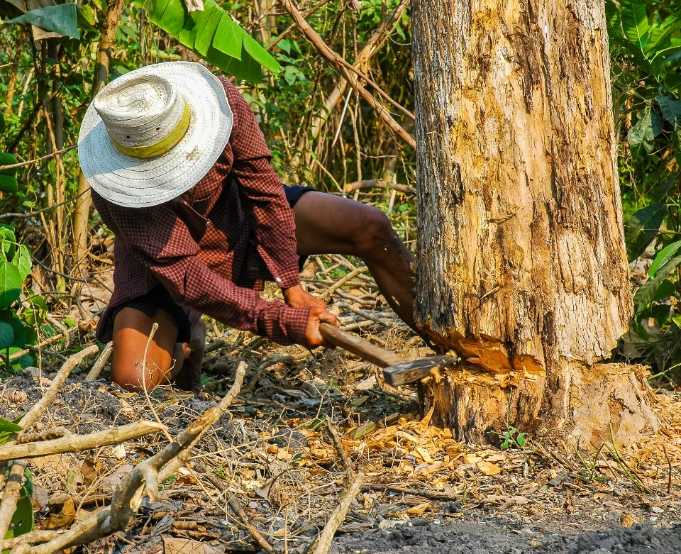 Lavoro uomo albero foresta