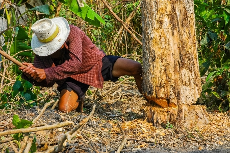 Foto Homem árvore floresta plantar