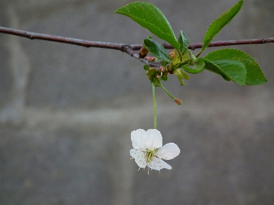 Tree nature branch blossom Photo