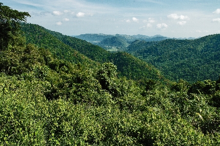 Landscape tree nature forest Photo