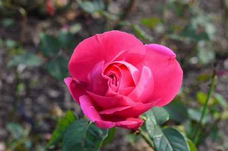 Landscape plant flower petal Photo