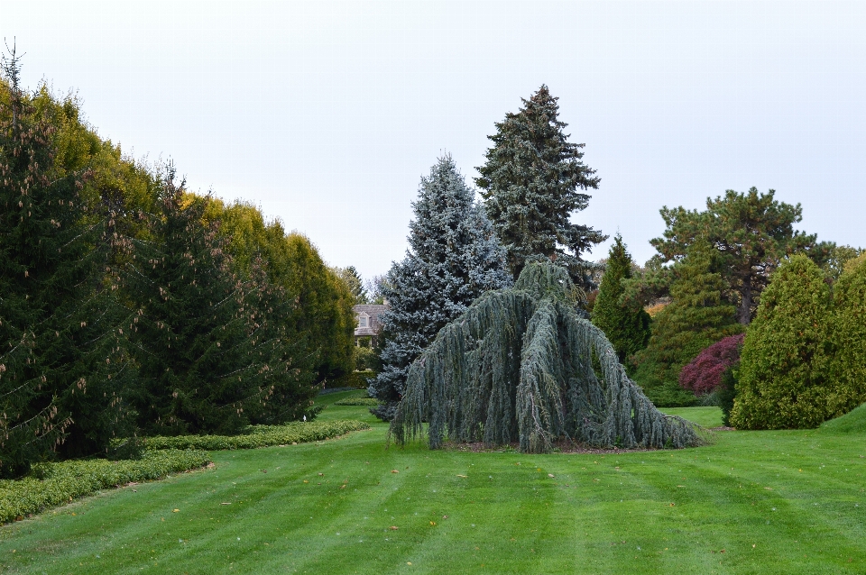 Arbre nature herbe usine